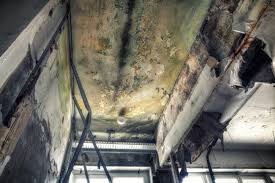 Best Residential Mold Inspection & Testing in USA